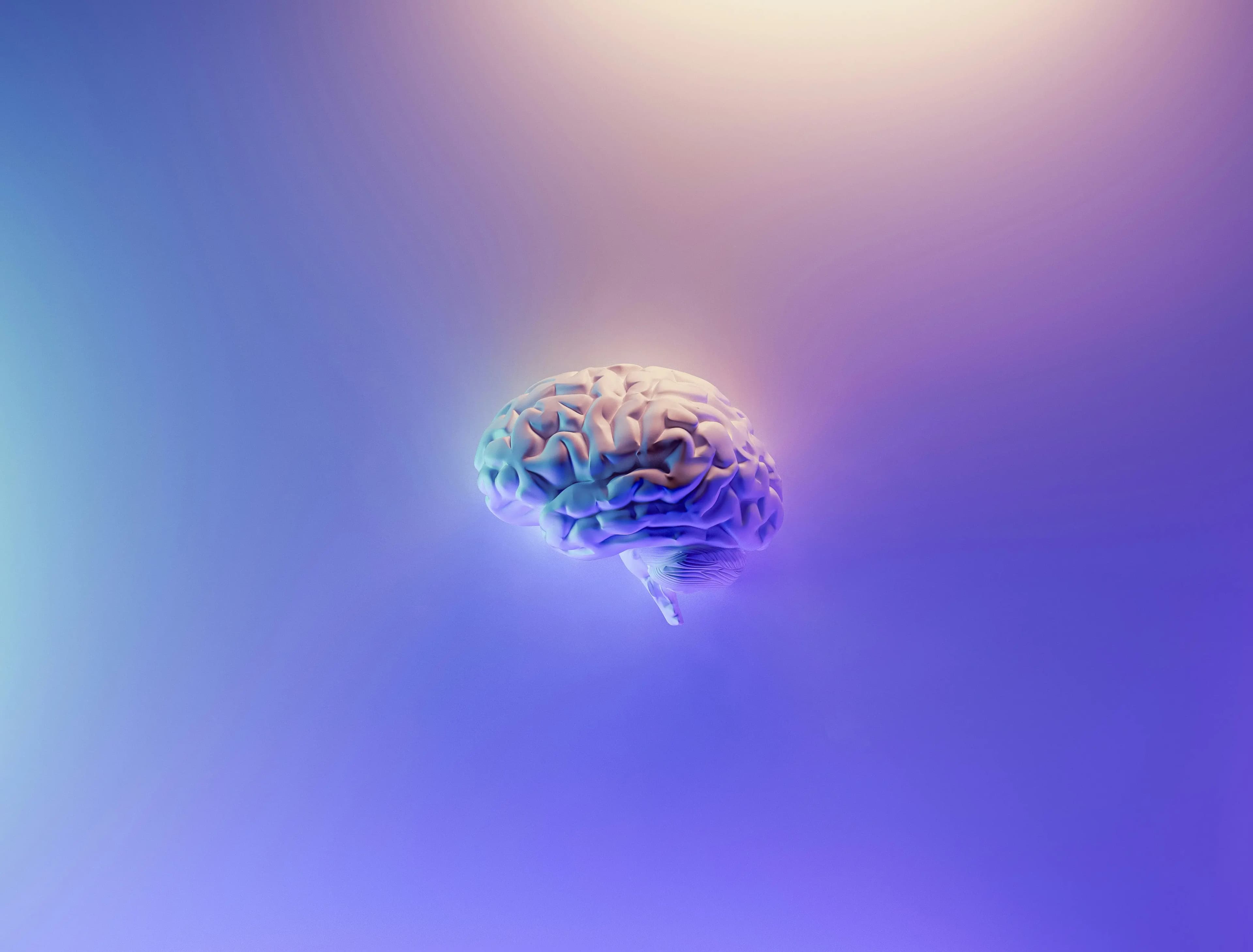 Le cerveau dans tous ses états